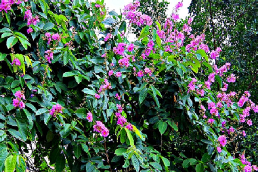IMG_7507.JPG