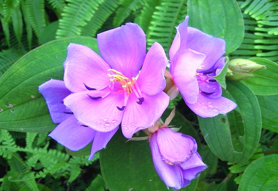Ƭ-0041.jpg