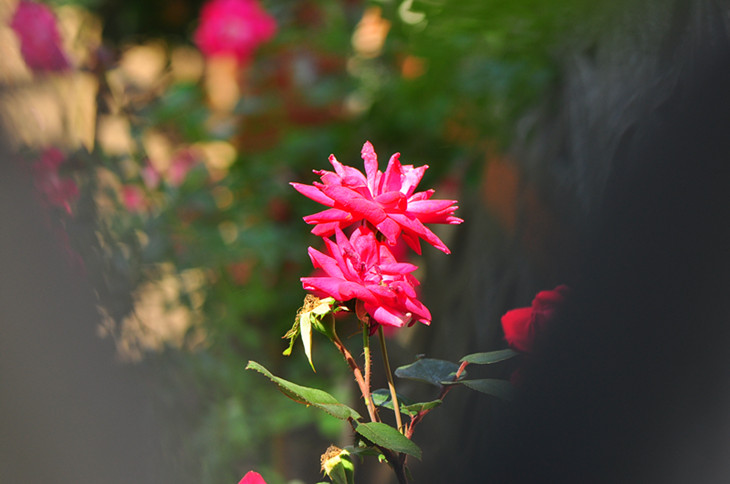 DSC_0003_����.jpg