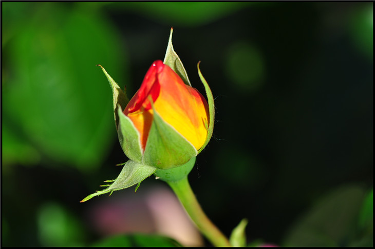 DSC_0505.jpg