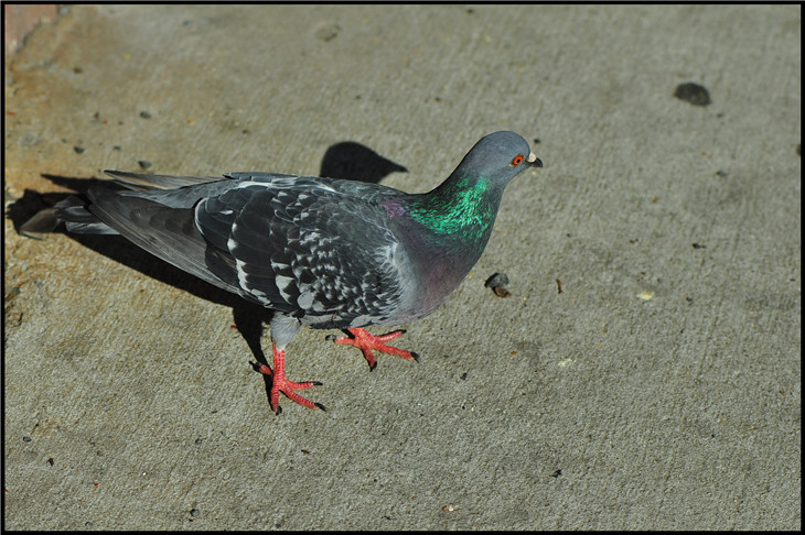 DSC_0522.jpg