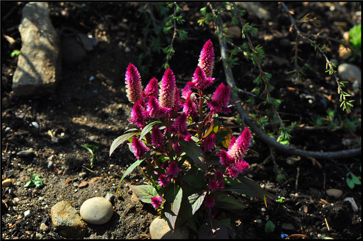 DSC_0402.jpg