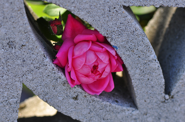 DSC_1002_����.jpg