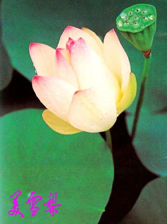 DSC_6612_conew1.jpg