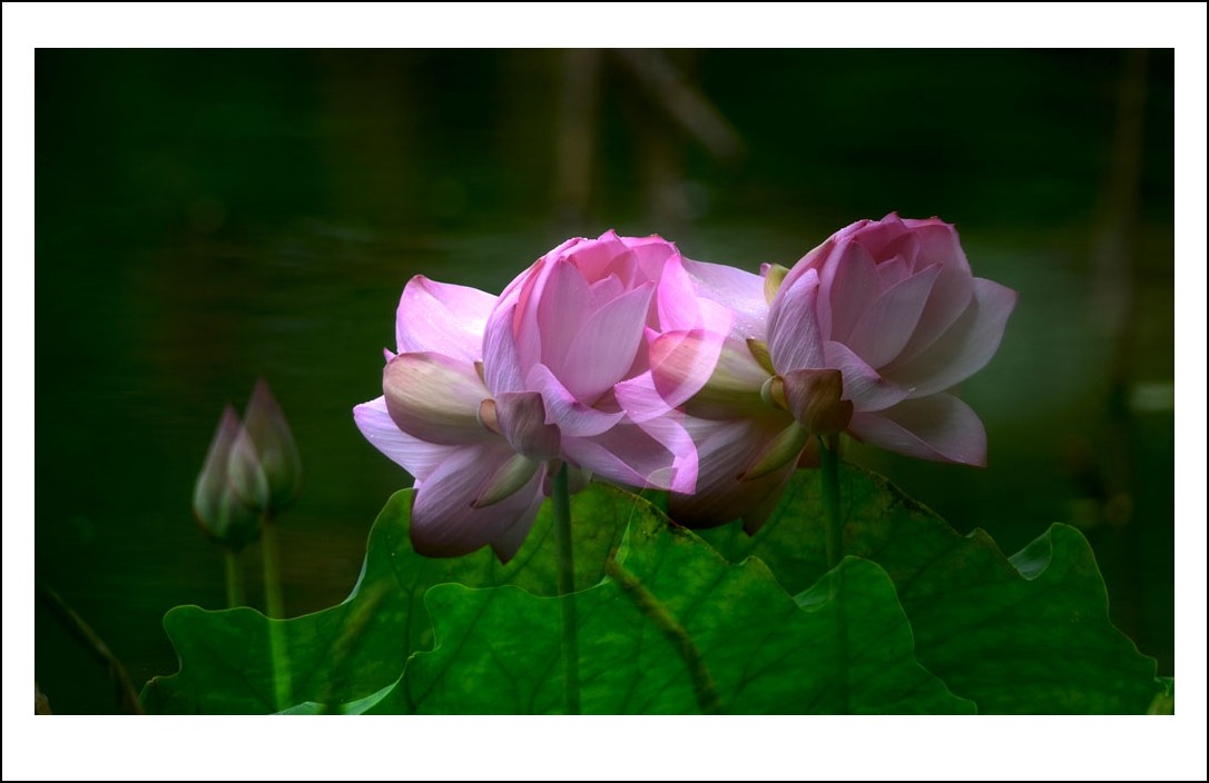 DSC_2859_conew1.jpg