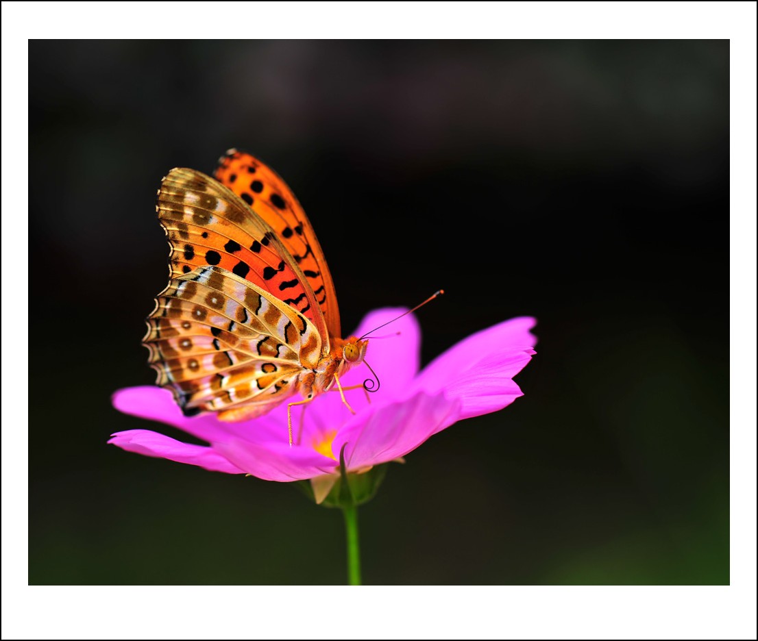 DSC_6456_conew1.jpg