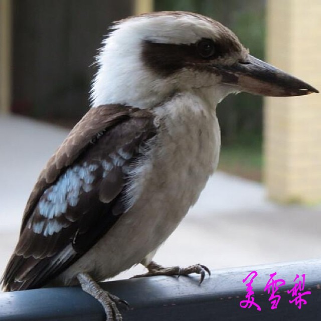 DSC_1914_conew1.jpg