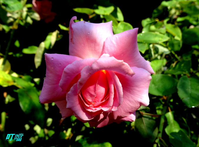 DSC02651m.jpg