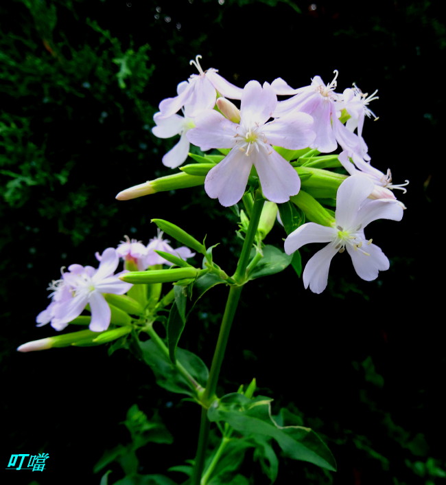 DSC02554.JPG