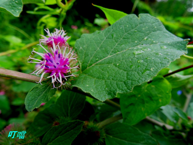 DSC02745m.jpg