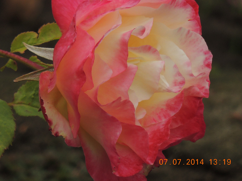 flowers 2014 1508_.jpg