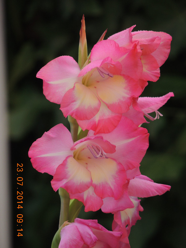 flowers 2014 1926_ת_.jpg