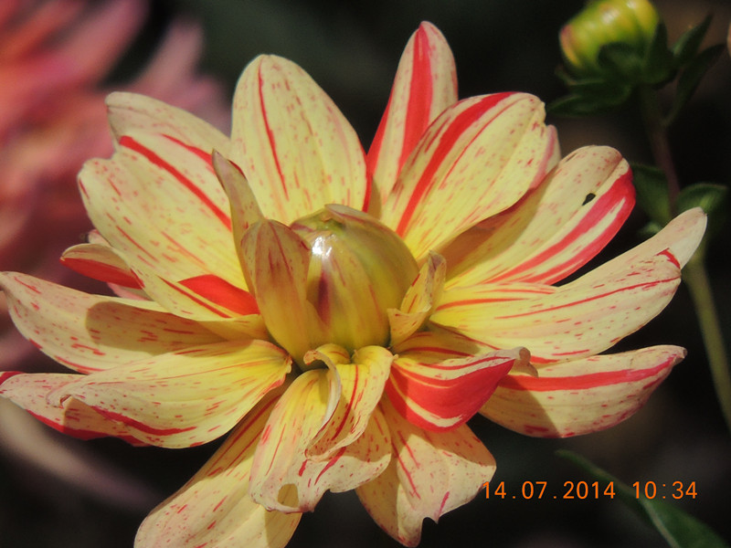flowers 2014 1759_.jpg