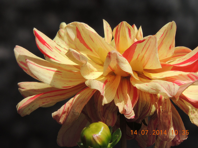 flowers 2014 1767_.jpg