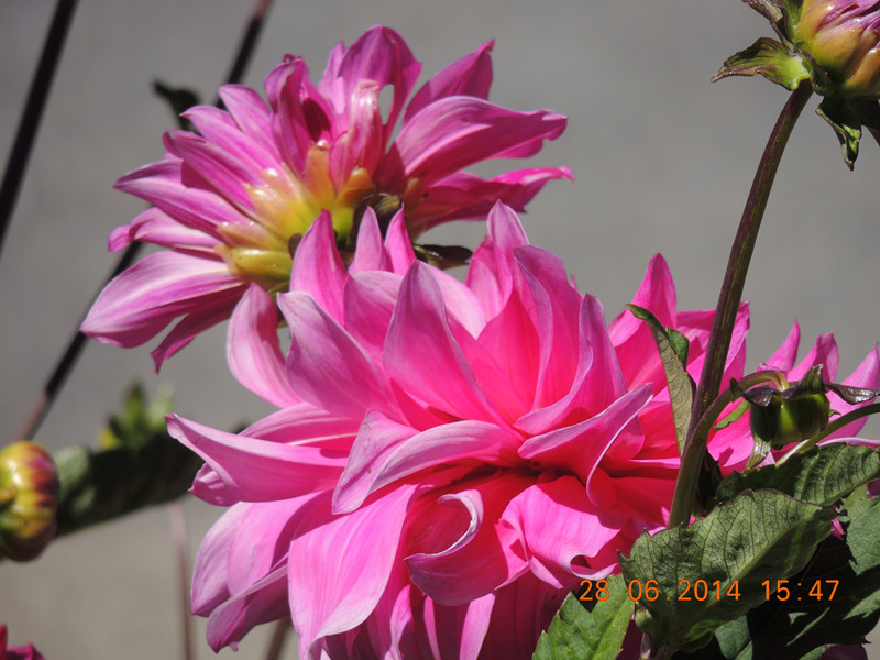 flowers 2014 1354_.jpg