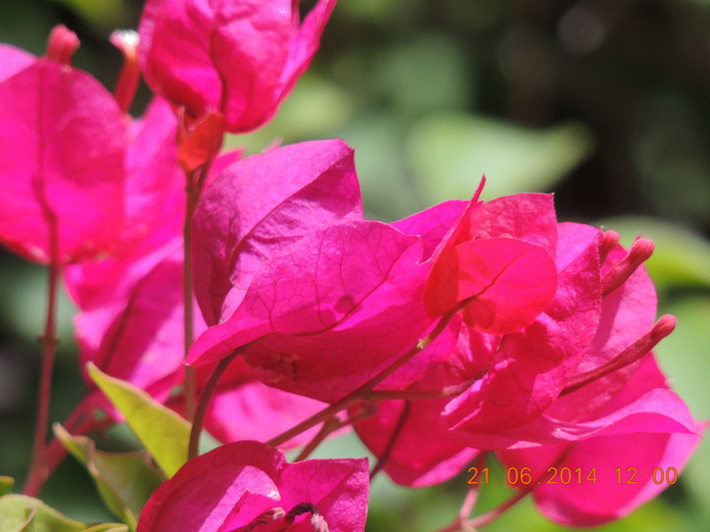 flowers 2014 1291_.jpg
