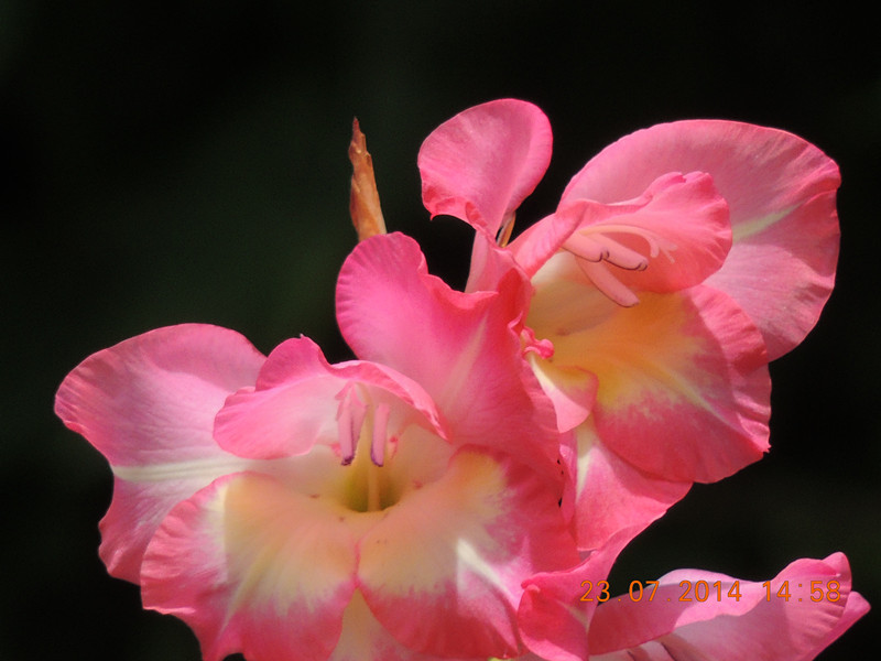 flowers 2014 1935_.jpg