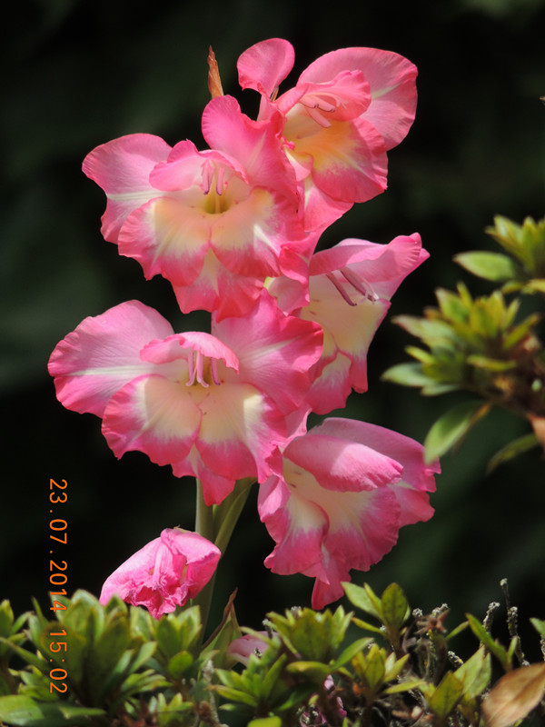 flowers 2014 1937_ת_.jpg