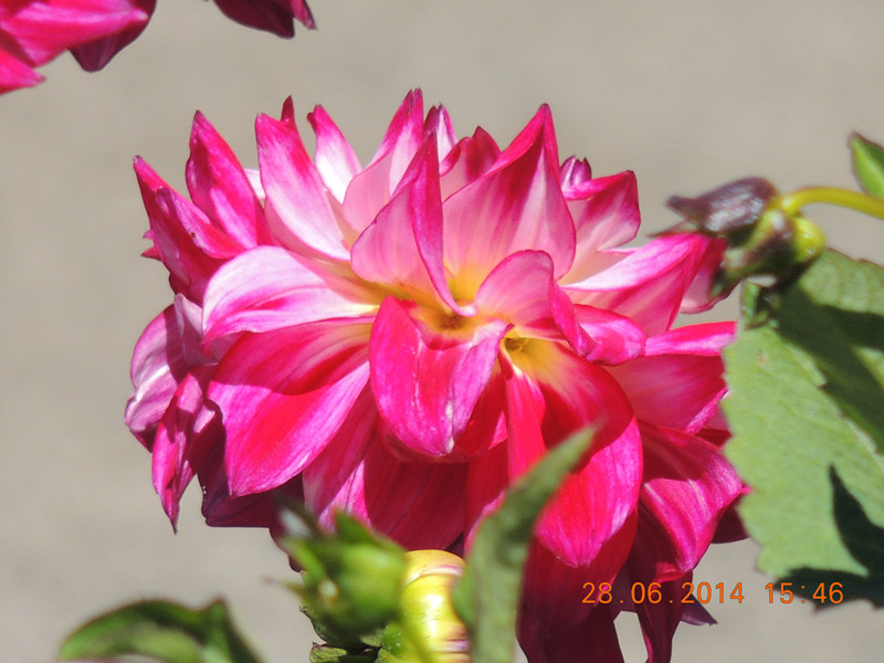 flowers 2014 1349_.jpg