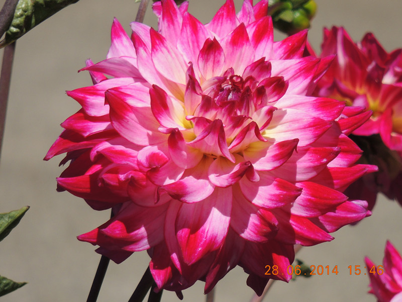 flowers 2014 1348_.jpg