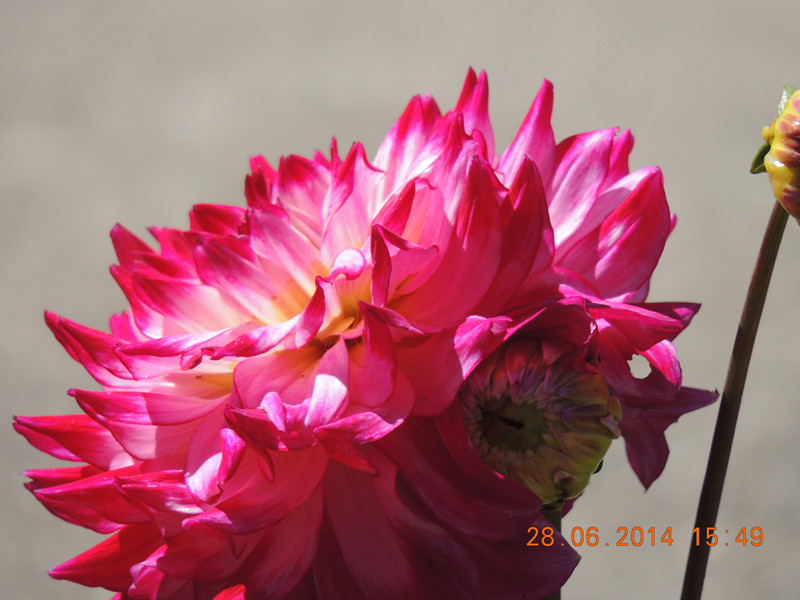 flowers 2014 1363_.jpg