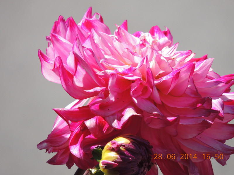 flowers 2014 1367_.jpg