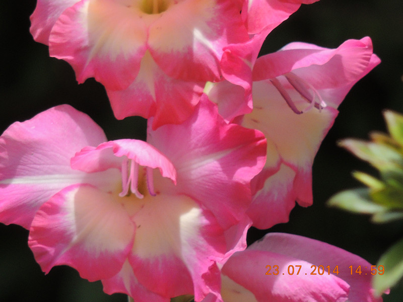 flowers 2014 1936_.jpg