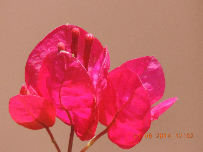 flowers 2014 1304_.jpg