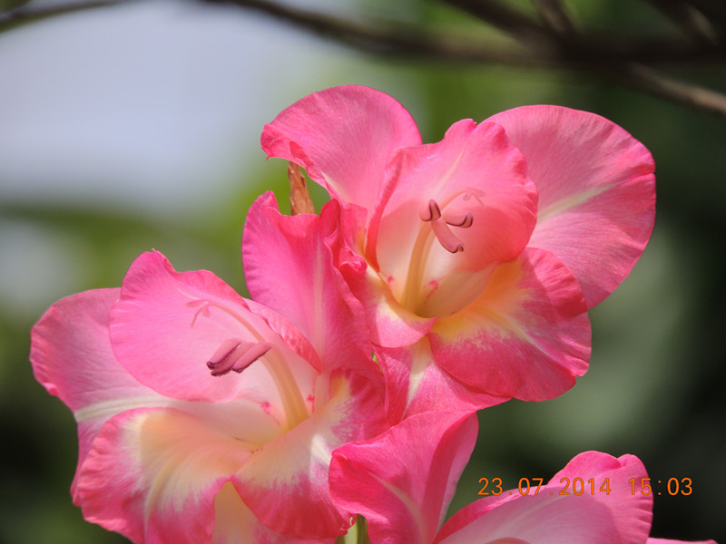 flowers 2014 1938_.jpg