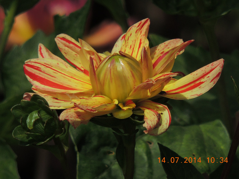 flowers 2014 1760_.jpg