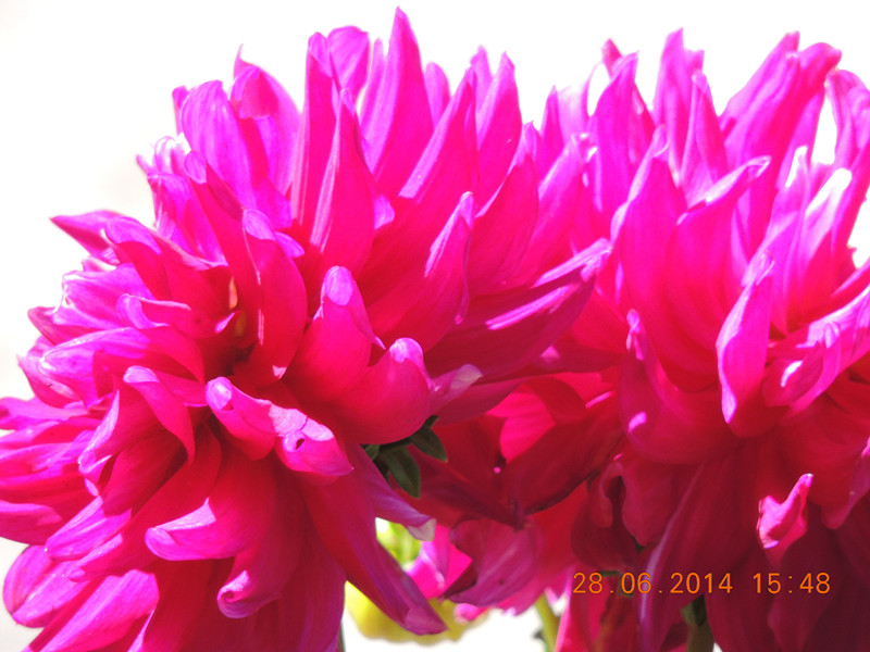 flowers 2014 1357_.jpg