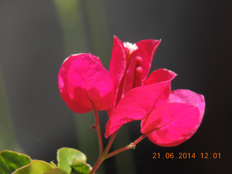 flowers 2014 1298_.jpg