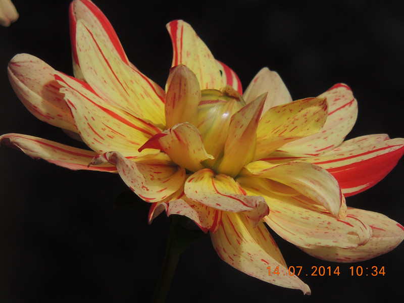 flowers 2014 1762_.jpg