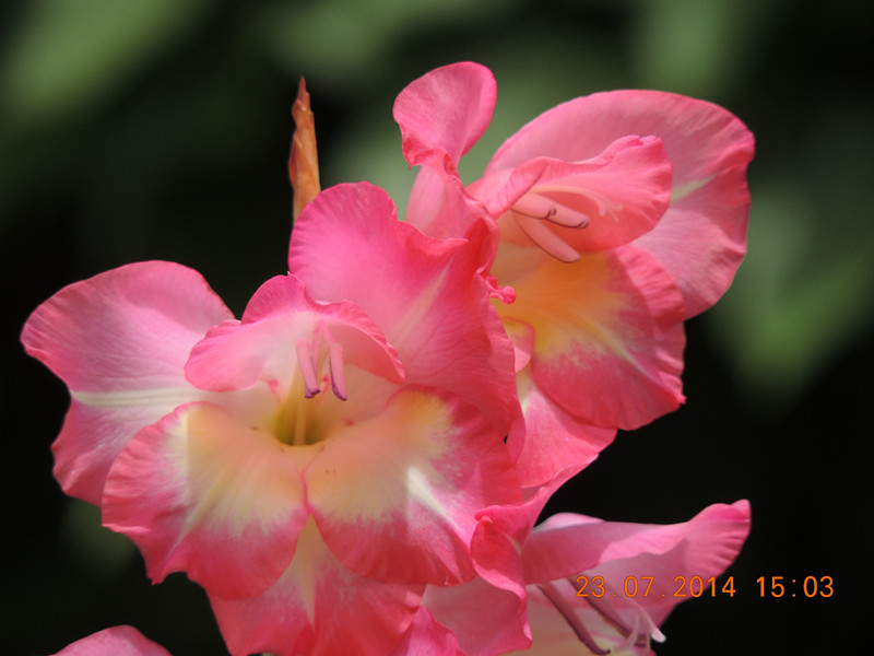 flowers 2014 1940_.jpg