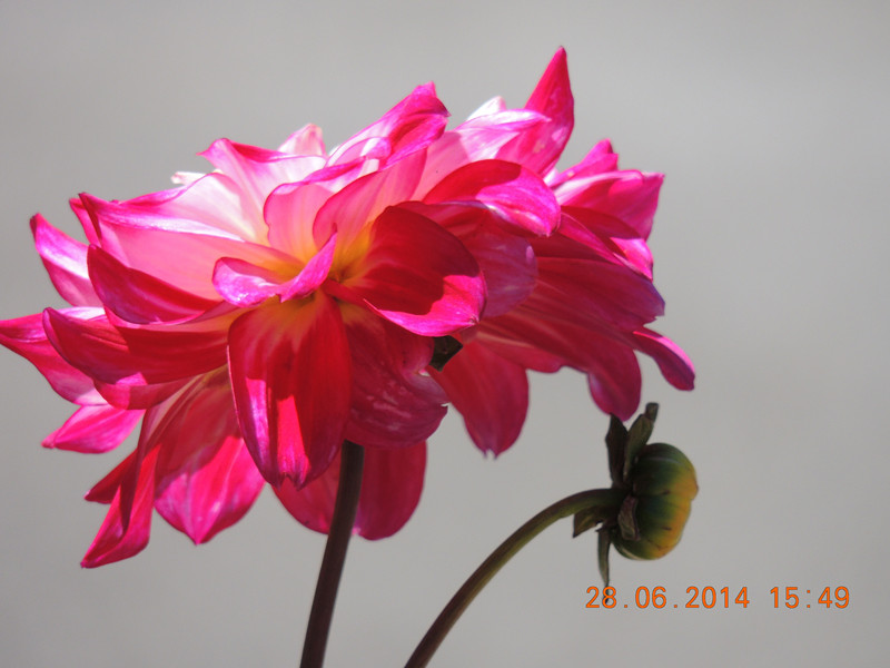 flowers 2014 1365_.jpg
