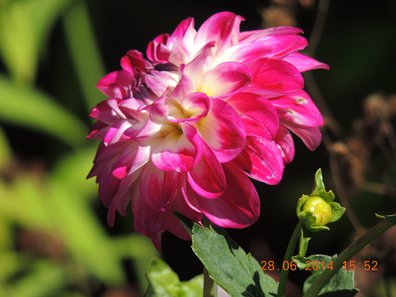 flowers 2014 1379_.jpg