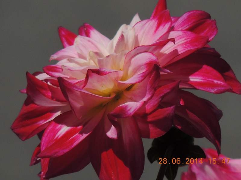 flowers 2014 1352_.jpg