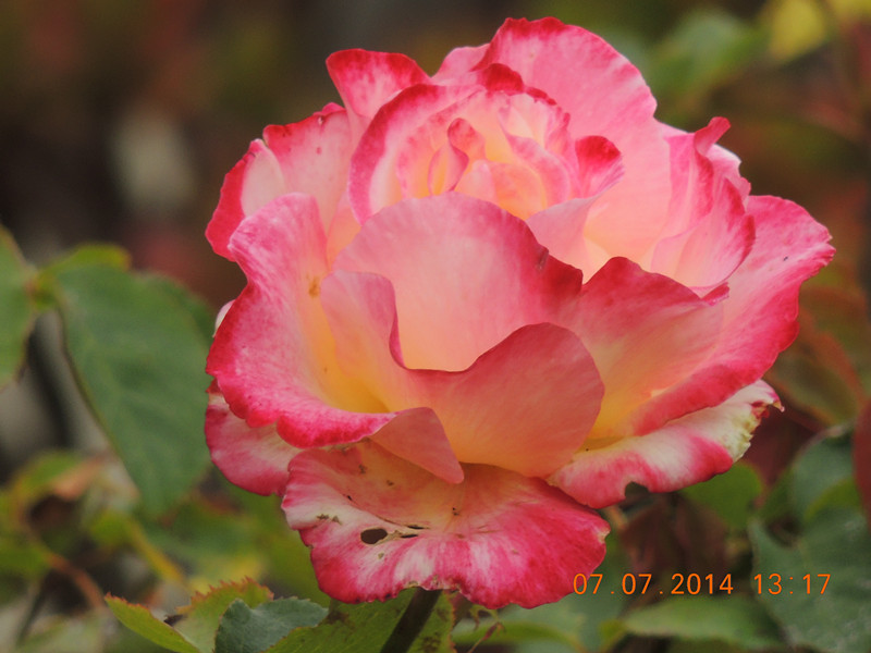 flowers 2014 1498_.jpg