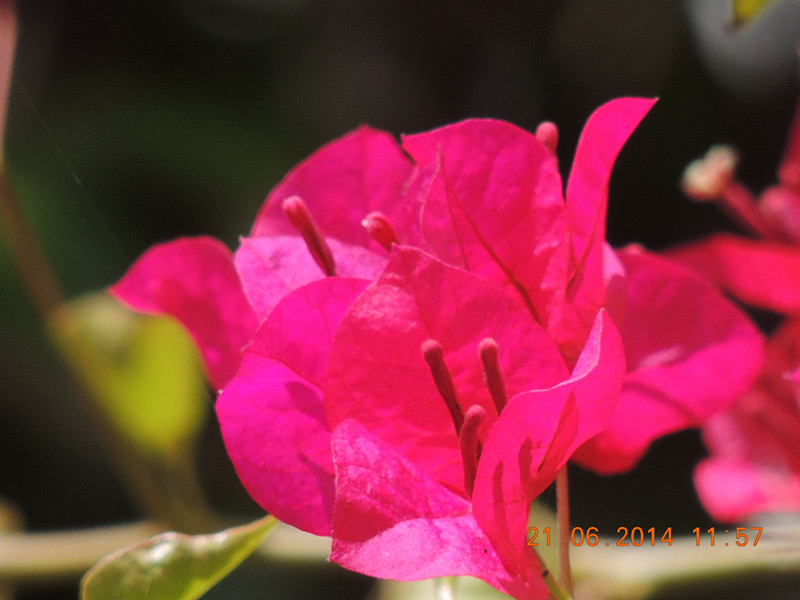 flowers 2014 1277_.jpg