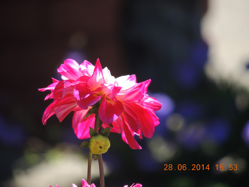 flowers 2014 1382_.jpg