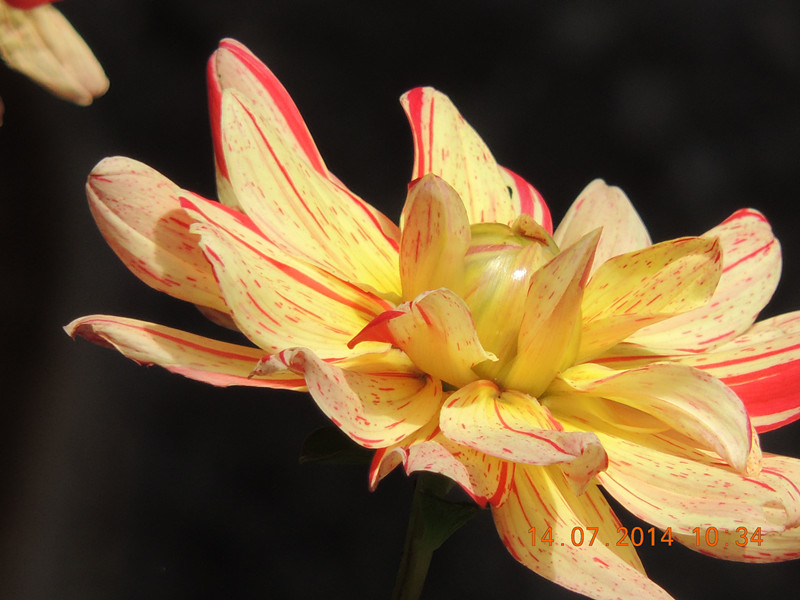 flowers 2014 1761_.jpg