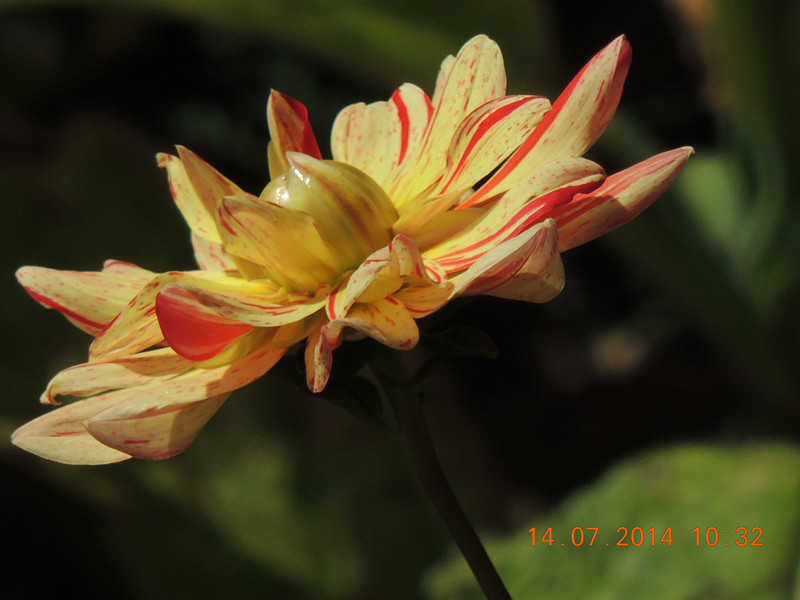 flowers 2014 1752_.jpg