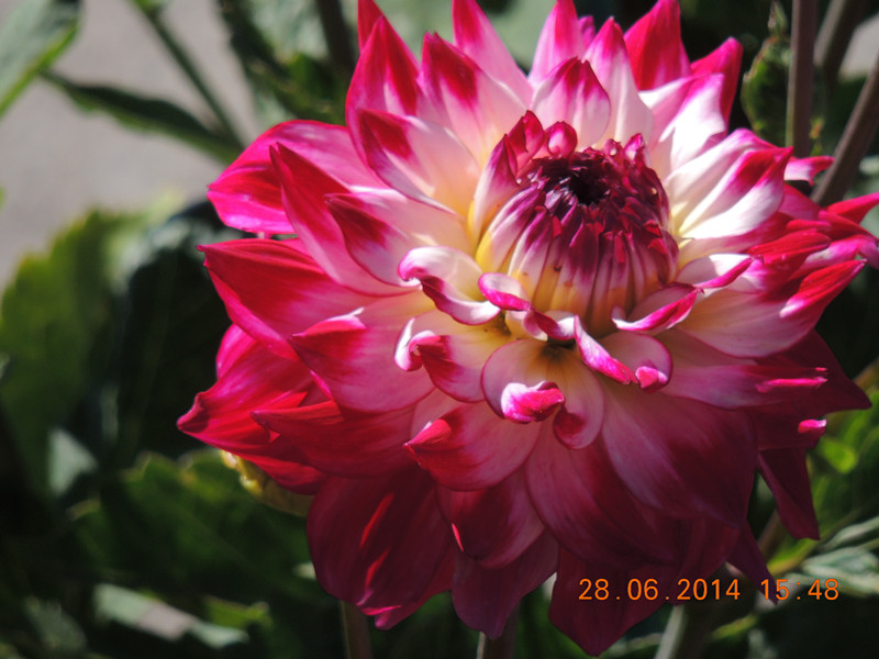 flowers 2014 1359_.jpg