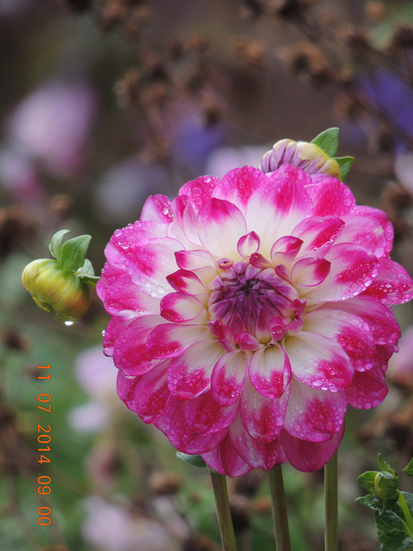 flowers 2014 1568_ת_.jpg