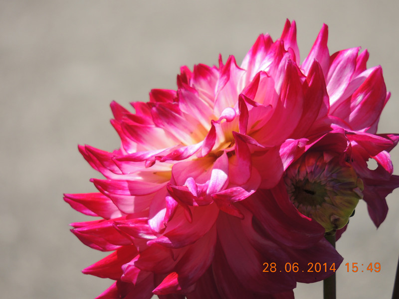 flowers 2014 1362_.jpg