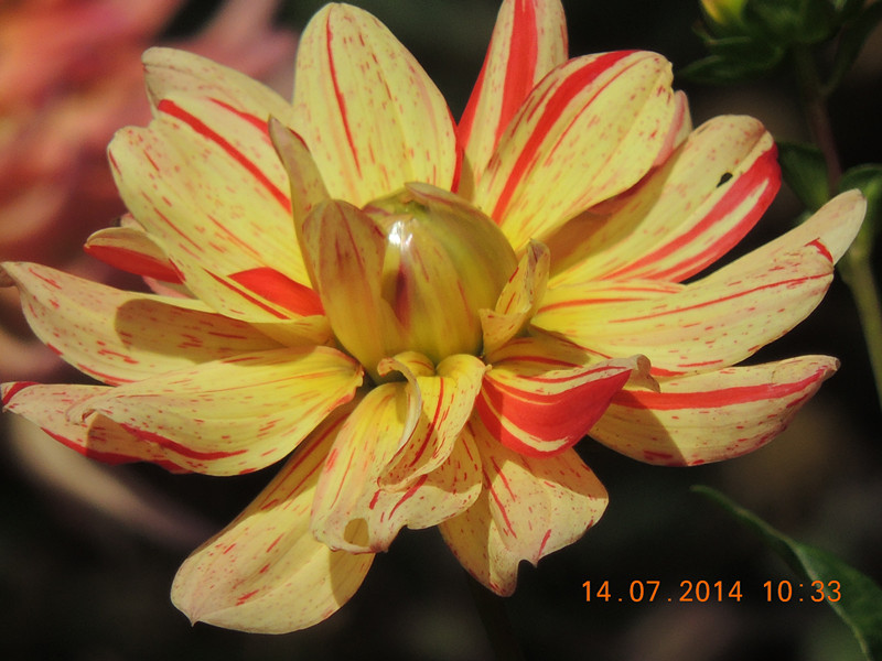 flowers 2014 1756_.jpg