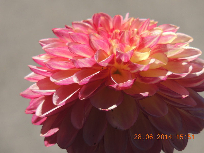 flowers 2014 1375_.jpg