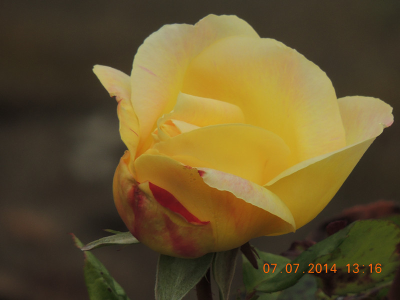 flowers 2014 1489_.jpg