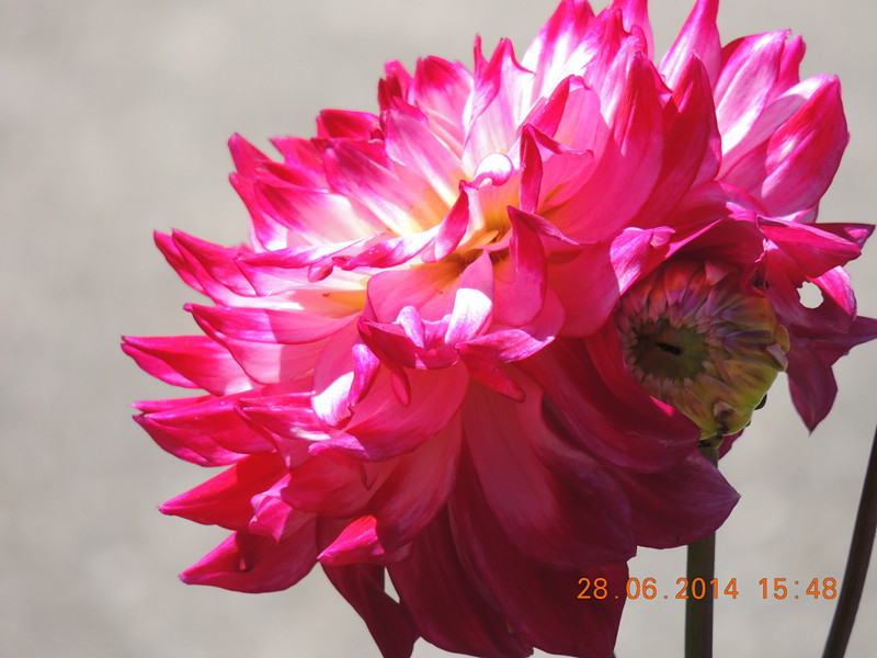 flowers 2014 1358_.jpg
