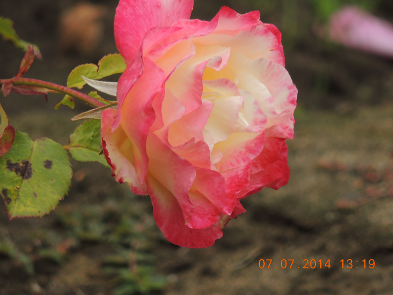 flowers 2014 1509_.jpg